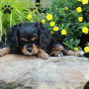 Princess, Cavalier King Charles Spaniel Puppy