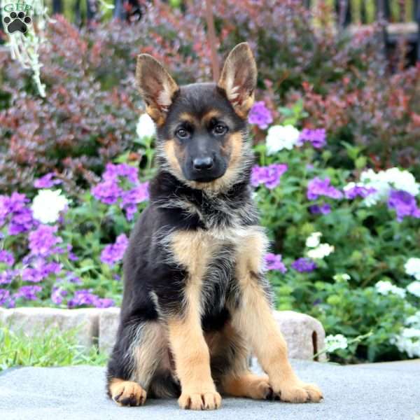 Princess, German Shepherd Puppy
