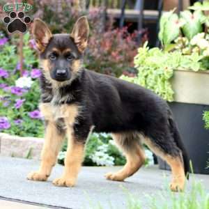 Princess, German Shepherd Puppy