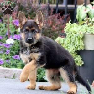 Princess, German Shepherd Puppy