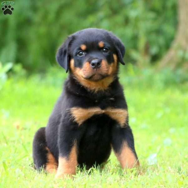 Pumpkin, Rottweiler Puppy