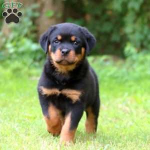Pumpkin, Rottweiler Puppy