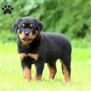 Pumpkin, Rottweiler Puppy