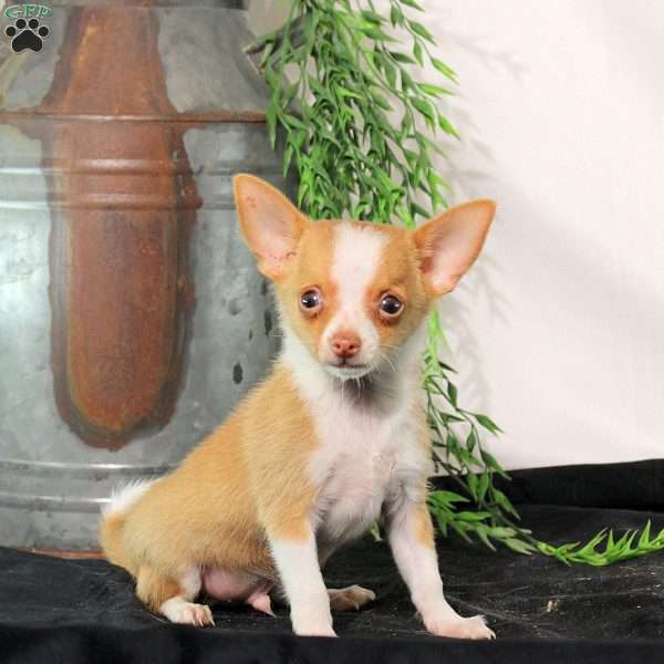Quade, Chihuahua Puppy