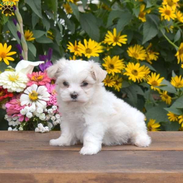 Quinn, Maltese Puppy