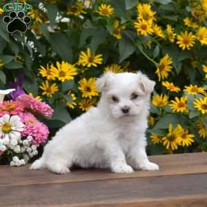 Quinn, Maltese Puppy