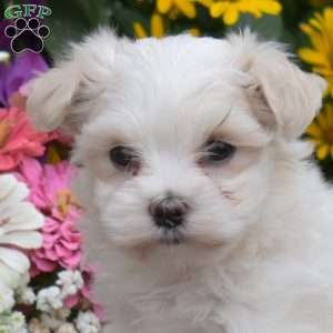 Quinn, Maltese Puppy