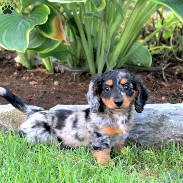 Quinto, Dachshund Puppy