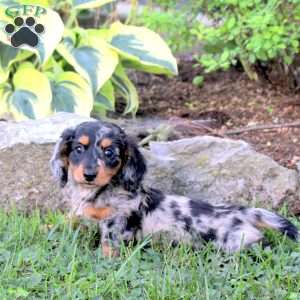 Quinto, Dachshund Puppy