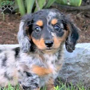 Quinto, Dachshund Puppy