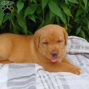 Ruby, Fox Red Labrador Retriever Puppy