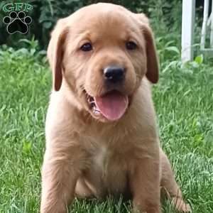 Rusty, Fox Red Labrador Retriever Puppy