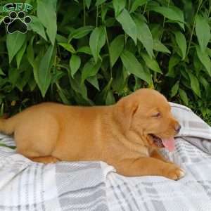 Ruby, Fox Red Labrador Retriever Puppy