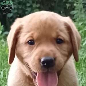 Rusty, Fox Red Labrador Retriever Puppy