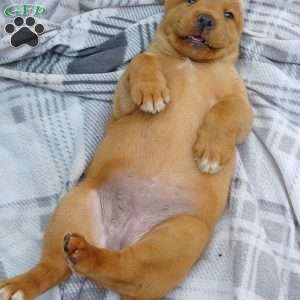 Ruby, Fox Red Labrador Retriever Puppy