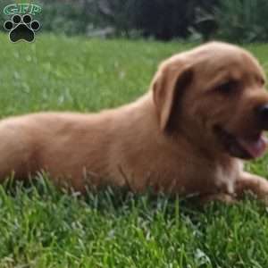 Rusty, Fox Red Labrador Retriever Puppy