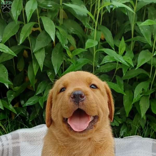 Ruby, Fox Red Labrador Retriever Puppy