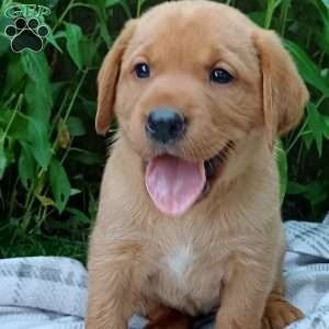 Fox Red Labrador Retriever Puppies for Sale - Greenfield Puppies