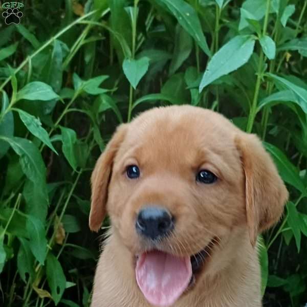 Rusty, Fox Red Labrador Retriever Puppy