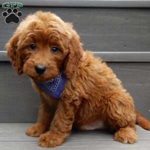 Rusty, Mini Goldendoodle Puppy
