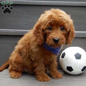 Rusty, Mini Goldendoodle Puppy