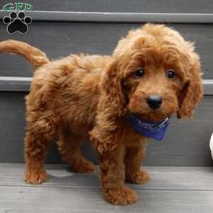 Rusty, Mini Goldendoodle Puppy
