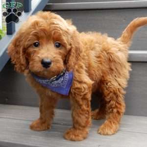 Rusty, Mini Goldendoodle Puppy