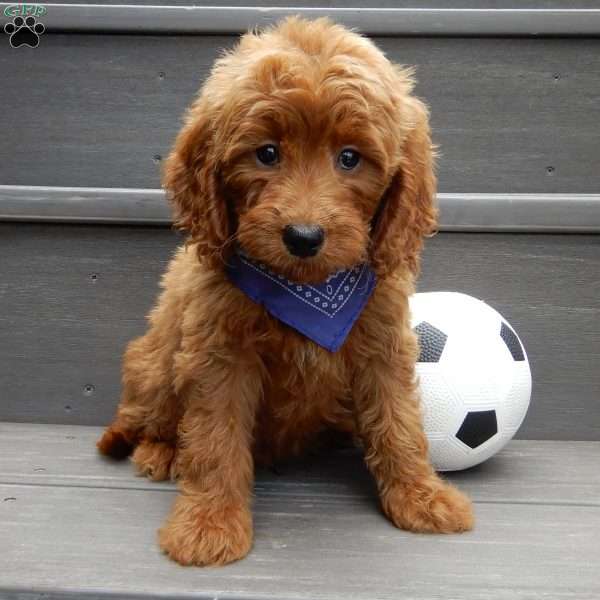 Rusty, Mini Goldendoodle Puppy