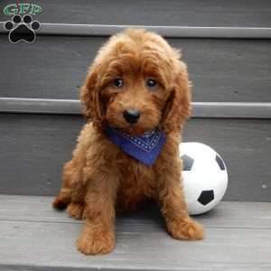 Rusty, Mini Goldendoodle Puppy