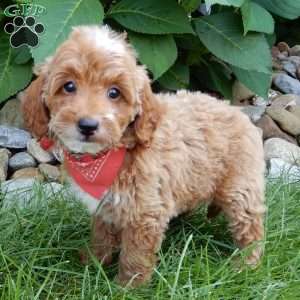 Tommy, Mini Goldendoodle Puppy