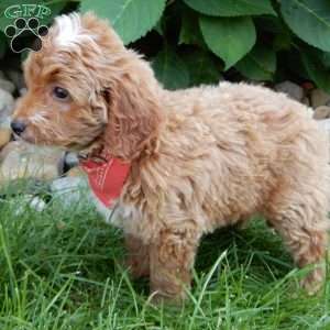 Tommy, Mini Goldendoodle Puppy