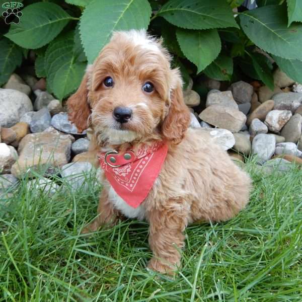 Tommy, Mini Goldendoodle Puppy