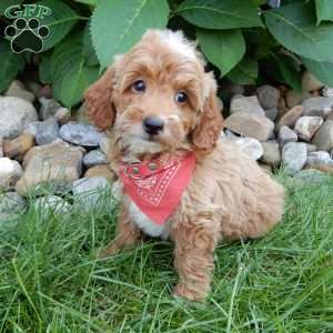 Tommy, Mini Goldendoodle Puppy