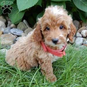 Tommy, Mini Goldendoodle Puppy