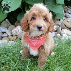 Tommy, Mini Goldendoodle Puppy