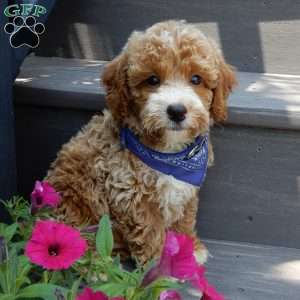 Leo, Mini Goldendoodle Puppy