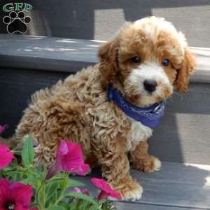 Leo, Mini Goldendoodle Puppy