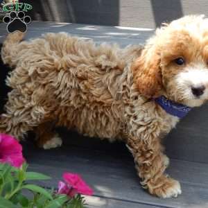 Leo, Mini Goldendoodle Puppy