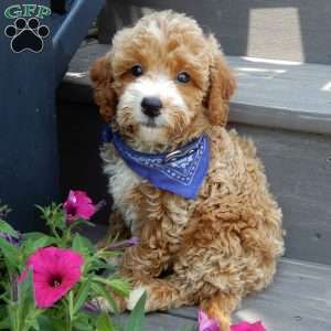 Leo, Mini Goldendoodle Puppy