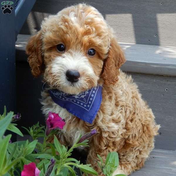 Leo, Mini Goldendoodle Puppy