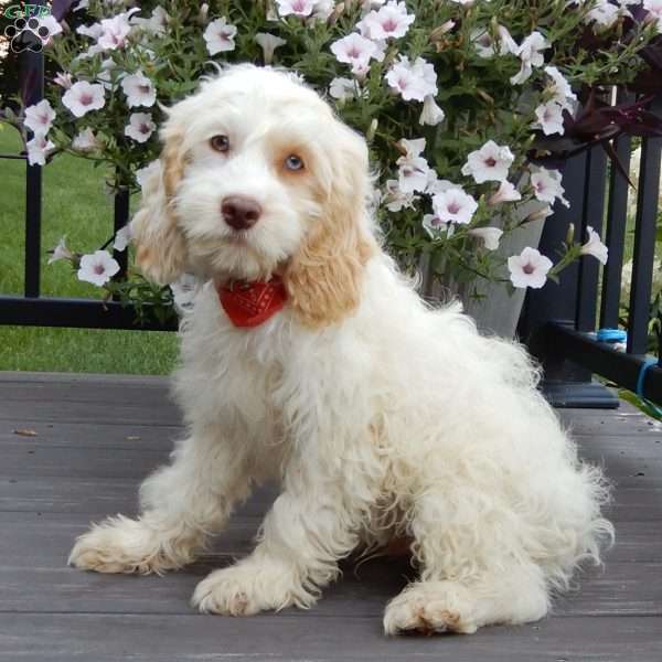 Lucky, Cockapoo Puppy