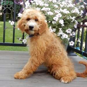 Douglas, Mini Goldendoodle Puppy