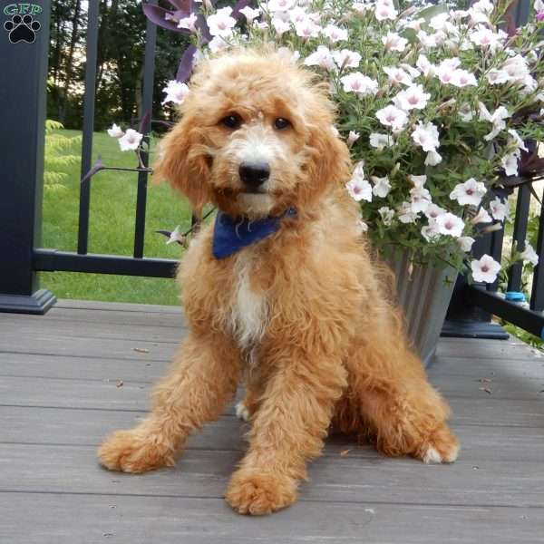 Douglas, Mini Goldendoodle Puppy