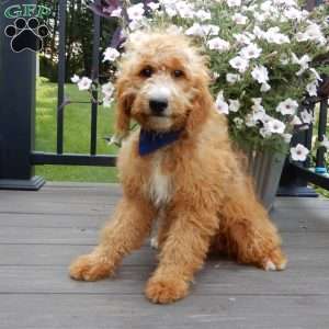 Douglas, Mini Goldendoodle Puppy