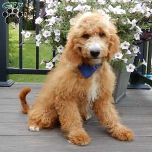 Douglas, Mini Goldendoodle Puppy