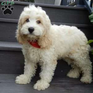 Royal, Cockapoo Puppy