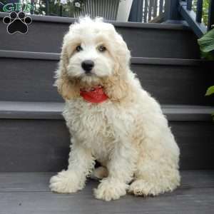 Royal, Cockapoo Puppy