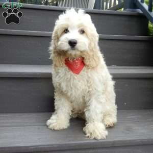 Royal, Cockapoo Puppy