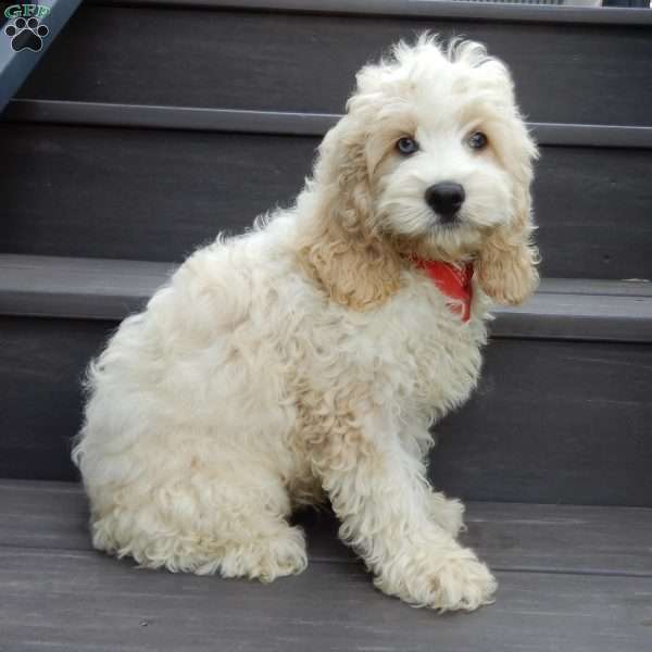 Royal, Cockapoo Puppy