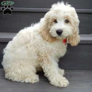 Royal, Cockapoo Puppy